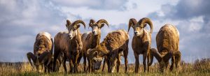 Big Horn Sheep